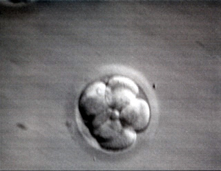 Mojo's Embryo 1